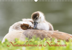 Naturerlebnisse in Nordhessen (Wandkalender 2023 DIN A3 quer) von Martin (GDT),  Wilfried