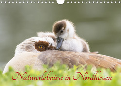 Naturerlebnisse in Nordhessen (Wandkalender 2023 DIN A4 quer) von Martin (GDT),  Wilfried