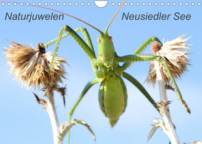 Naturjuwelen – Neusiedler See (Wandkalender 2023 DIN A4 quer) von Bachmeier,  Günter