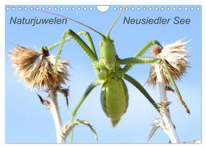 Naturjuwelen – Neusiedler See (Wandkalender 2024 DIN A4 quer), CALVENDO Monatskalender von Bachmeier,  Günter