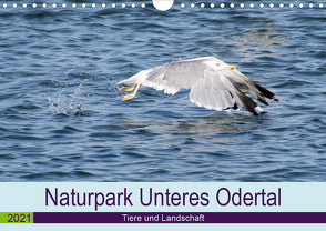 Naturpark Unteres Odertal (Wandkalender 2021 DIN A4 quer) von Widdmann,  Uwe