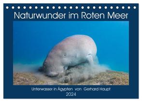 Naturwunder im Roten Meer (Tischkalender 2024 DIN A5 quer), CALVENDO Monatskalender von Haupt,  Gerhard