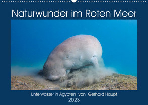 Naturwunder im Roten Meer (Wandkalender 2023 DIN A2 quer) von Haupt,  Gerhard