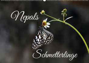 Nepals Schmetterlinge (Wandkalender 2023 DIN A2 quer) von Hennighaußen,  Andreas