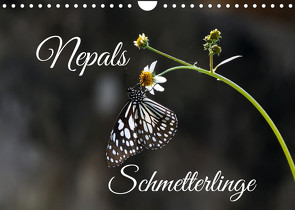 Nepals Schmetterlinge (Wandkalender 2023 DIN A4 quer) von Hennighaußen,  Andreas