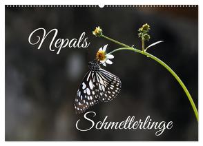 Nepals Schmetterlinge (Wandkalender 2024 DIN A2 quer), CALVENDO Monatskalender von Hennighaußen,  Andreas