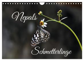 Nepals Schmetterlinge (Wandkalender 2024 DIN A4 quer), CALVENDO Monatskalender von Hennighaußen,  Andreas