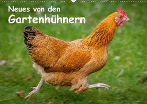 Neues von den Gartenhühnern (Wandkalender 2018 DIN A2 quer) von Berkenkamp,  Britta