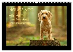 Neues von Elli Pirelli, dem fröhlichen Pinscherdackelmädel (Wandkalender 2024 DIN A3 quer), CALVENDO Monatskalender von Köntopp,  Kathrin