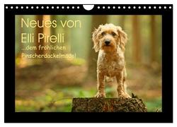 Neues von Elli Pirelli, dem fröhlichen Pinscherdackelmädel (Wandkalender 2024 DIN A4 quer), CALVENDO Monatskalender von Köntopp,  Kathrin