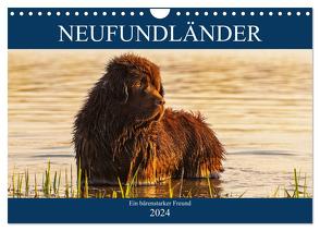 Neufundländer – Ein bärenstarker Freund (Wandkalender 2024 DIN A4 quer), CALVENDO Monatskalender von Starick,  Sigrid