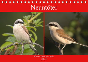 Neuntöter – Kleiner Vogel, ganz groß! (Tischkalender 2021 DIN A5 quer) von Andreas Lederle,  Kevin
