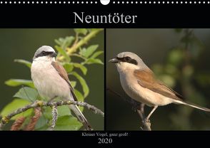 Neuntöter – Kleiner Vogel, ganz groß! (Wandkalender 2020 DIN A3 quer) von Andreas Lederle,  Kevin