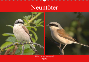 Neuntöter – Kleiner Vogel, ganz groß! (Wandkalender 2021 DIN A2 quer) von Andreas Lederle,  Kevin