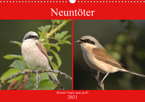 Neuntöter – Kleiner Vogel, ganz groß! (Wandkalender 2021 DIN A3 quer) von Andreas Lederle,  Kevin