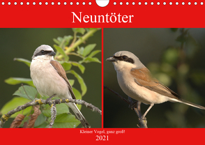 Neuntöter – Kleiner Vogel, ganz groß! (Wandkalender 2021 DIN A4 quer) von Andreas Lederle,  Kevin