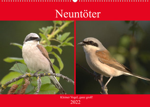 Neuntöter – Kleiner Vogel, ganz groß! (Wandkalender 2022 DIN A2 quer) von Andreas Lederle,  Kevin