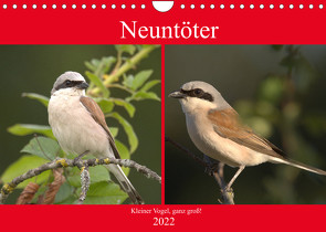 Neuntöter – Kleiner Vogel, ganz groß! (Wandkalender 2022 DIN A4 quer) von Andreas Lederle,  Kevin