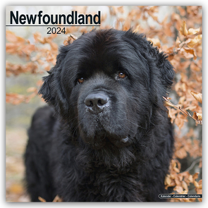 Newfoundland – Neufundländer 2024 – 16-Monatskalender