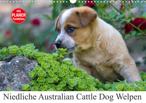 Niedliche Australian Cattle Dog Welpen (Wandkalender 2023 DIN A3 quer) von Verena Scholze,  Fotodesign