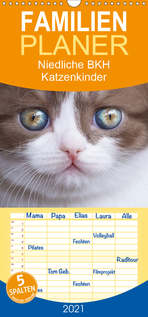 Niedliche BKH Katzenkinder – Familienplaner hoch (Wandkalender 2021 , 21 cm x 45 cm, hoch) von Bürger,  Janina
