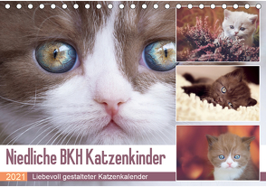 Niedliche BKH Katzenkinder (Tischkalender 2021 DIN A5 quer) von Bürger,  Janina