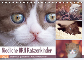 Niedliche BKH Katzenkinder (Tischkalender 2022 DIN A5 quer) von Bürger,  Janina