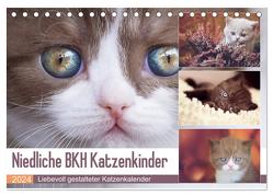 Niedliche BKH Katzenkinder (Tischkalender 2024 DIN A5 quer), CALVENDO Monatskalender von Bürger,  Janina