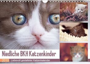 Niedliche BKH Katzenkinder (Wandkalender 2019 DIN A4 quer) von Bürger,  Janina