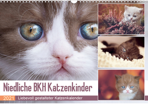 Niedliche BKH Katzenkinder (Wandkalender 2021 DIN A3 quer) von Bürger,  Janina