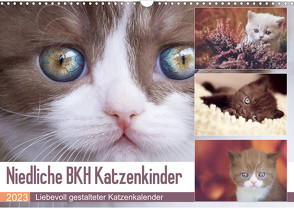 Niedliche BKH Katzenkinder (Wandkalender 2023 DIN A3 quer) von Bürger,  Janina