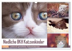 Niedliche BKH Katzenkinder (Wandkalender 2024 DIN A3 quer), CALVENDO Monatskalender von Bürger,  Janina