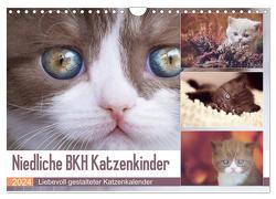 Niedliche BKH Katzenkinder (Wandkalender 2024 DIN A4 quer), CALVENDO Monatskalender von Bürger,  Janina