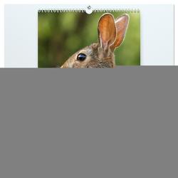 Niedliche Hasen (hochwertiger Premium Wandkalender 2024 DIN A2 hoch), Kunstdruck in Hochglanz von Roder,  Peter