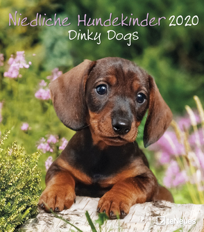 Niedliche Hundekinder 2020