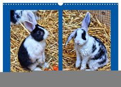 Niedliche Kaninchen (Wandkalender 2024 DIN A3 quer), CALVENDO Monatskalender von Kattobello,  Kattobello