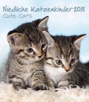 Niedliche Katzenkinder 2018