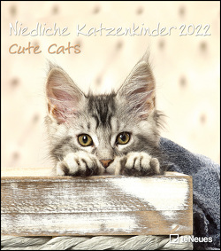 Niedliche Katzenkinder 2022 – Wand-Kalender – Tier-Kalender – 30×34