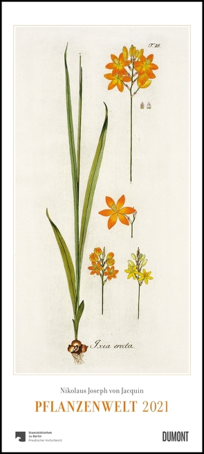 Nikolaus Joseph von Jacquin: Pflanzenwelt 2021 ‒ Wandkalender mit botanischen Zeichnungen ‒ Hoch-Format 22 x 49,5 cm von Jacquin,  Nikolaus Joseph von