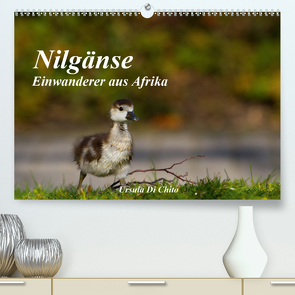 Nilgänse – Einwanderer aus Afrika (Premium, hochwertiger DIN A2 Wandkalender 2021, Kunstdruck in Hochglanz) von Di Chito,  Ursula