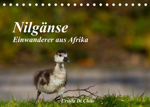 Nilgänse – Einwanderer aus Afrika (Tischkalender 2022 DIN A5 quer) von Di Chito,  Ursula
