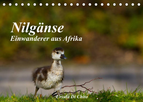 Nilgänse – Einwanderer aus Afrika (Tischkalender 2023 DIN A5 quer) von Di Chito,  Ursula
