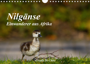 Nilgänse – Einwanderer aus Afrika (Wandkalender 2021 DIN A4 quer) von Di Chito,  Ursula