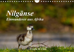 Nilgänse – Einwanderer aus Afrika (Wandkalender 2022 DIN A4 quer) von Di Chito,  Ursula