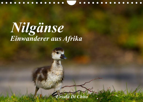 Nilgänse – Einwanderer aus Afrika (Wandkalender 2023 DIN A4 quer) von Di Chito,  Ursula