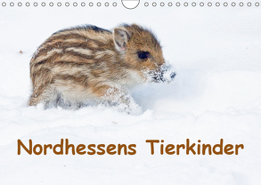 Nordhessens Tierkinder (Wandkalender 2019 DIN A4 quer) von Martin,  Wilfried