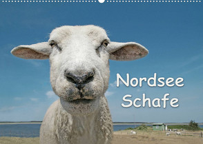 Nordsee Schafe (Wandkalender 2022 DIN A2 quer) von Wilken,  Andrea