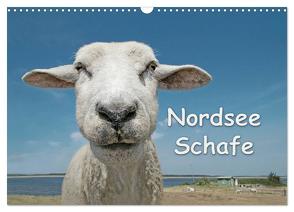 Nordsee Schafe (Wandkalender 2024 DIN A3 quer), CALVENDO Monatskalender von Wilken,  Andrea