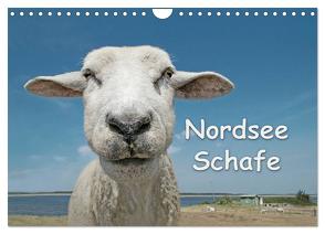 Nordsee Schafe (Wandkalender 2024 DIN A4 quer), CALVENDO Monatskalender von Wilken,  Andrea