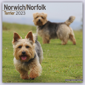 Norfolk Terrier 2023 – 16-Monatskalender